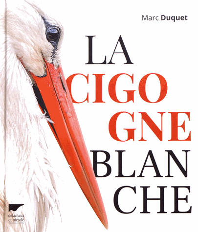 La cigogne blanche
