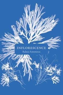 [9782889601813] Inflorescence